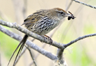 Fernbird102965.jpg